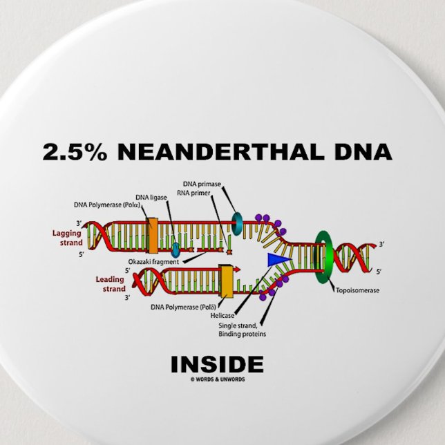 2.5% Neanderthal DNA Inside (DNA Replication) 2 Inch Round Button (Pinback button for any genealogist or molecular biologist)