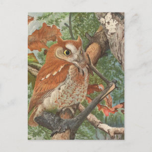2 angry vintage owls in a tree postcard