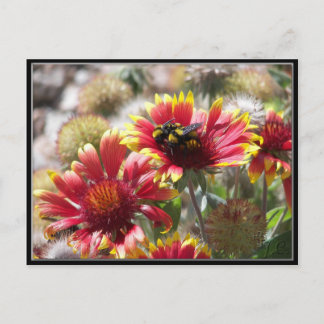 2 Bees On Flower In Front Yard. Postcard