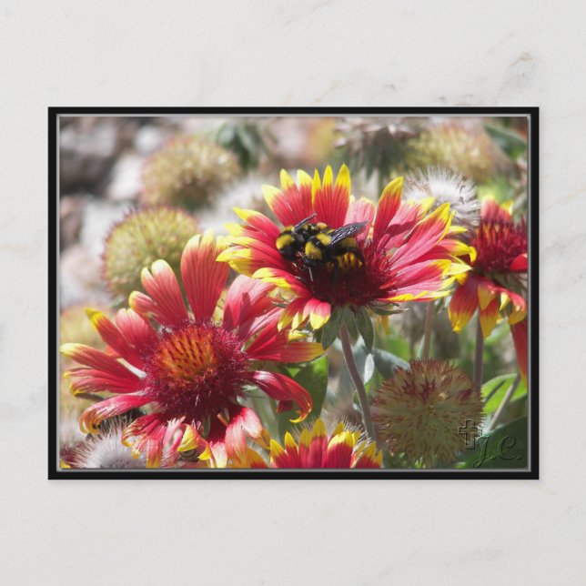 2 Bees On Flower In Front Yard. Postcard (Front)