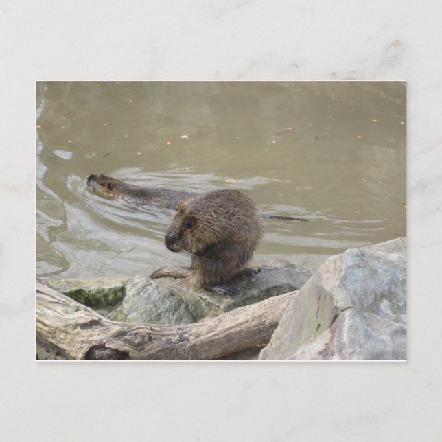 2 Biber Postcard (Front)