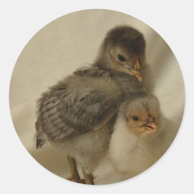 2 Blue/Grey Chicks Classic Round Sticker (Front)