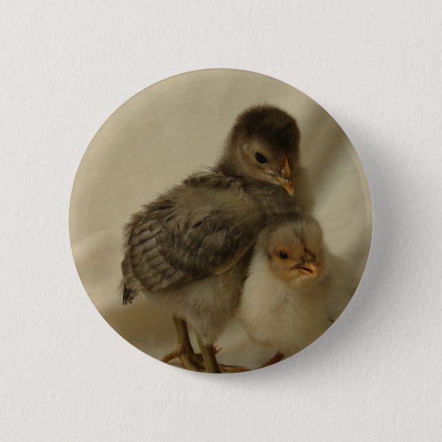 2 Blue/Grey Chicks Inch Round Button (Front)