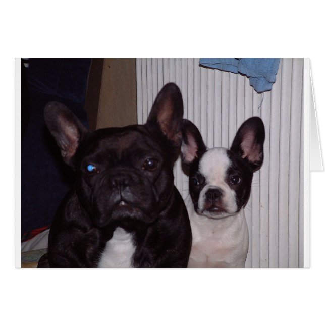 2 bulldogs français.png (Devant horizontal)