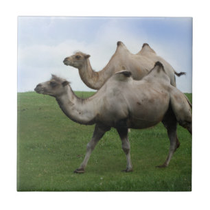 2 Camels Walking in a Field Wild Animals Art Photo Tile