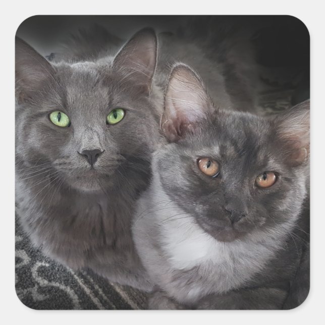 2 cats green eyes orange eyes grey cat black cat  square sticker (Front)