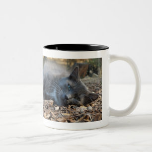 2 Couleurs Chats et tasse louche somnolente de petits sommes
