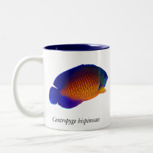 2 Couleurs Scalaire de corail de beauté - tasse de bispinosu
