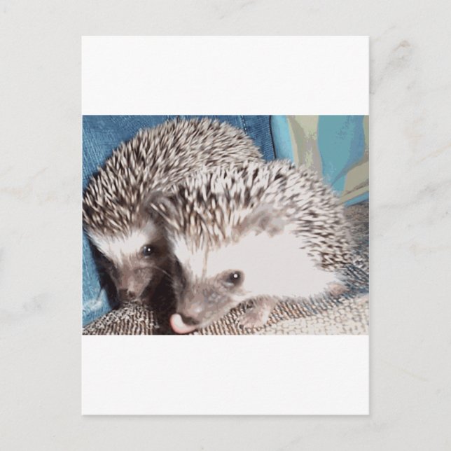 2 cute hedgehogs postcard (Front)