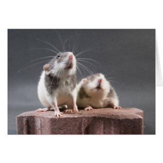 2 cute rats