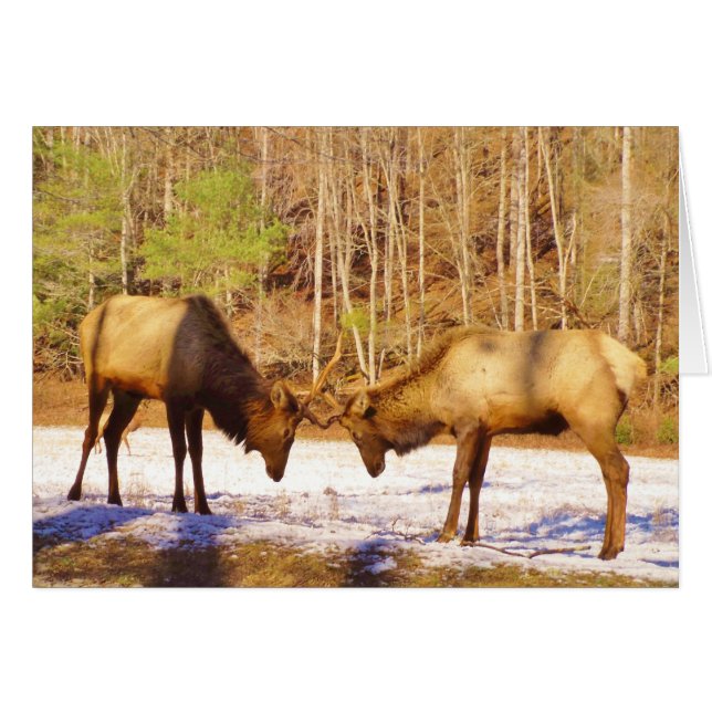 2~ deux Bull Elk dans la neige (Devant horizontal)
