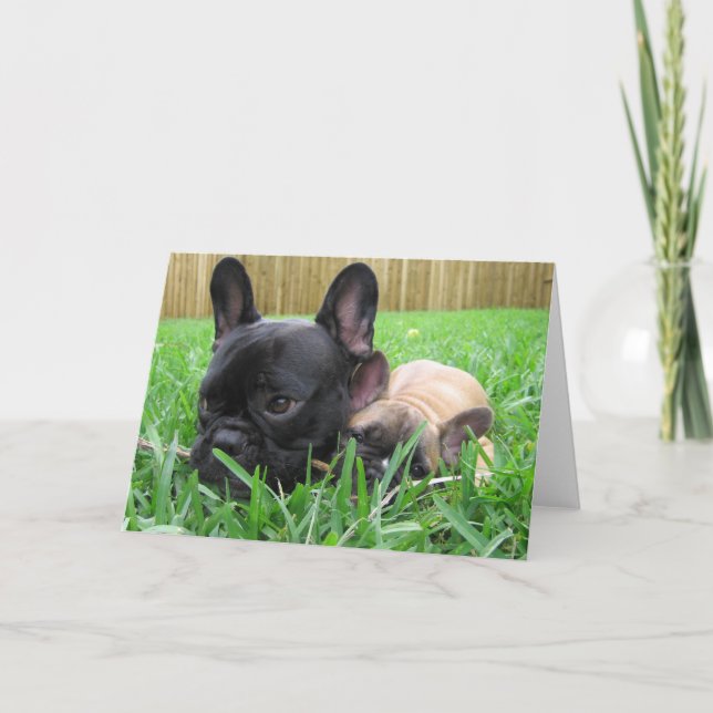 2 french bulldogs in the grass thank you card (Front)