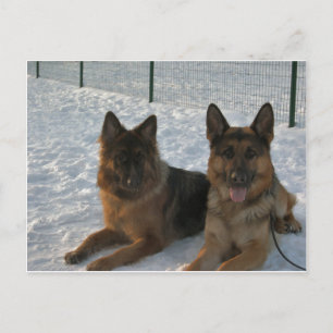 2 german shepherds.png postcard