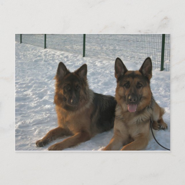 2 german shepherds.png postcard (Front)