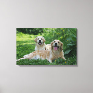 2 Golden Retrievers Laying in Grass Canvas Print