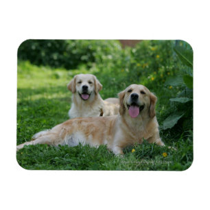 2 Golden Retrievers Laying in Grass Magnet