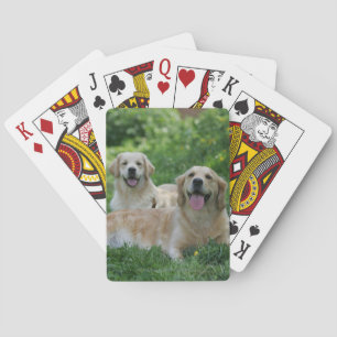 2 Golden Retrievers Laying in Grass Playing Cards