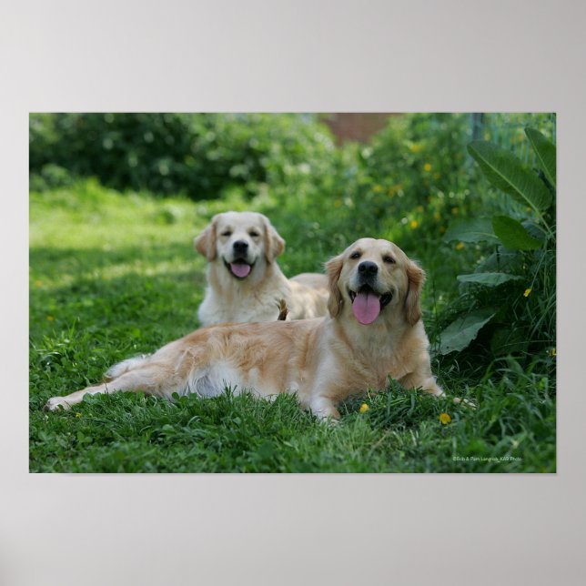 2 Golden Retrievers Laying in Grass Poster (Front)