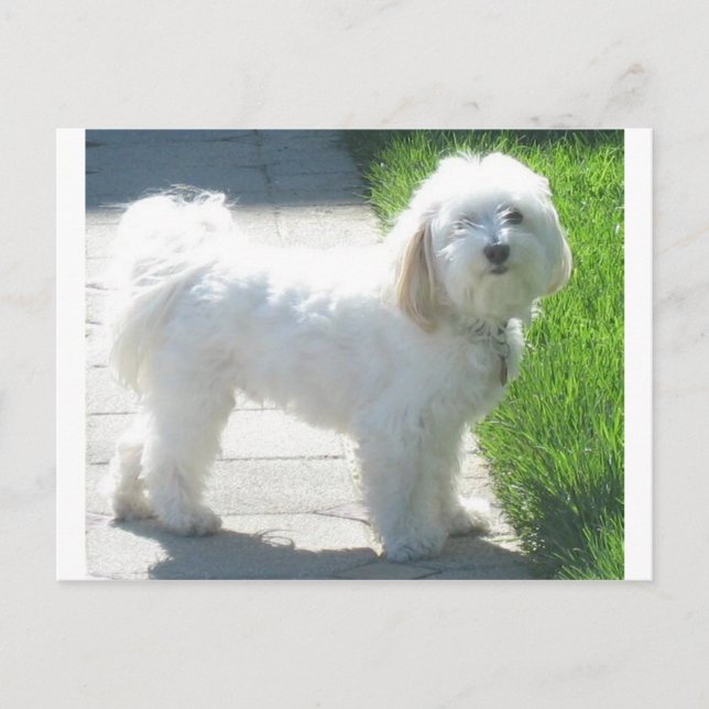2 Havanese full.png Postcard (Front)