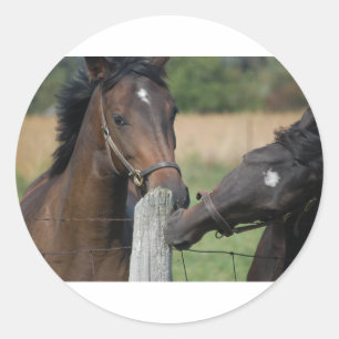 2 Horses Chewing a Fence Post Classic Round Sticker