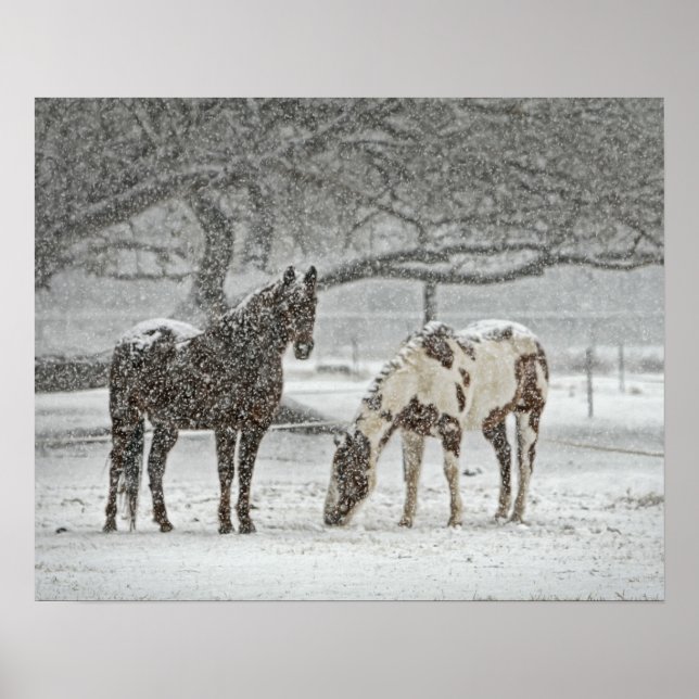 2 Horses Outside in Winter during Snowy Weather Poster (Front)