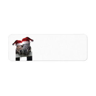2 Horses wearing Santa Claus hats for Christmas