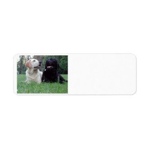 2 labs.png