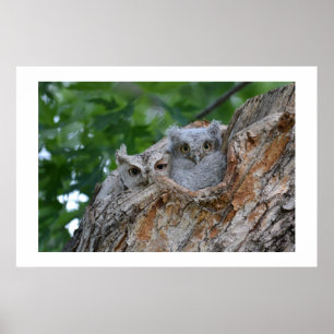 2 little luv birds poster