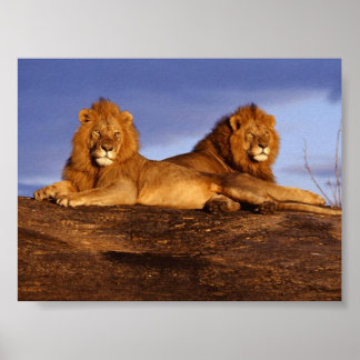 2 Lounging Lions Poster