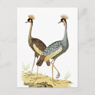 2 oiseaux de grue Carte postale d'art vintage