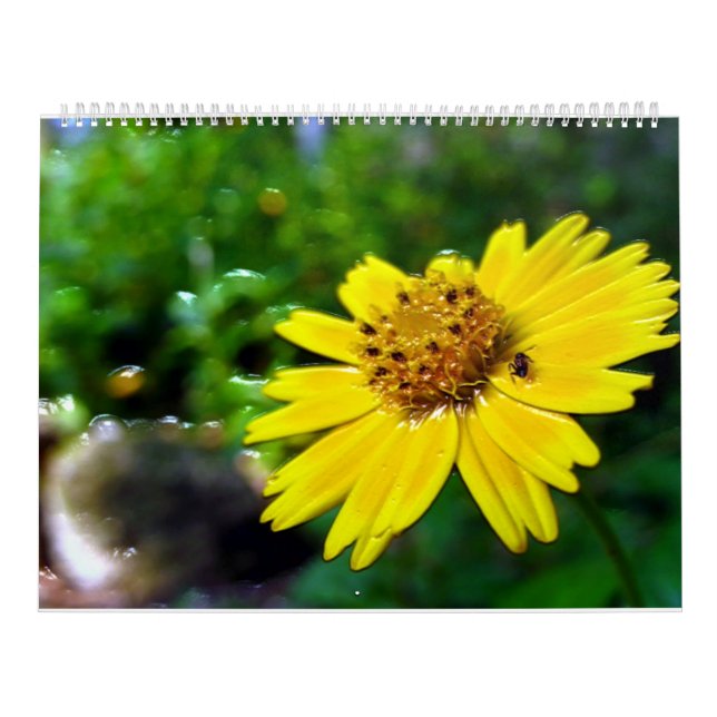 2 page, large white calendar (Cover)