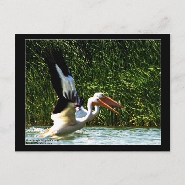 2 Pélicans Carte postale (Devant)