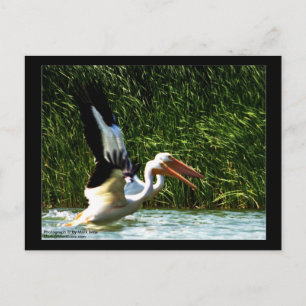 2 Pelicans Postcard