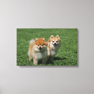 2 Pomeranians Looking at Camera Canvas Print