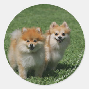 2 Pomeranians Looking at Camera Classic Round Sticker