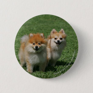 2 Pomeranians Looking at Camera Inch Round Button