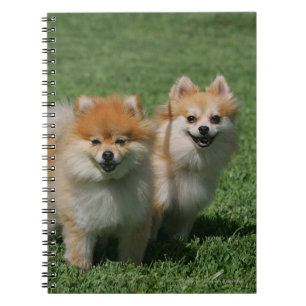 2 Pomeranians Looking at Camera Notebook