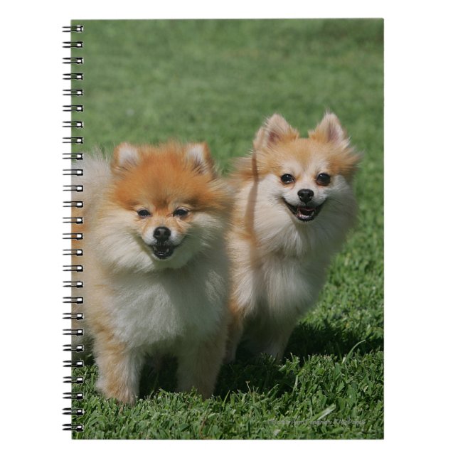 2 Pomeranians Looking at Camera Notebook (Front)