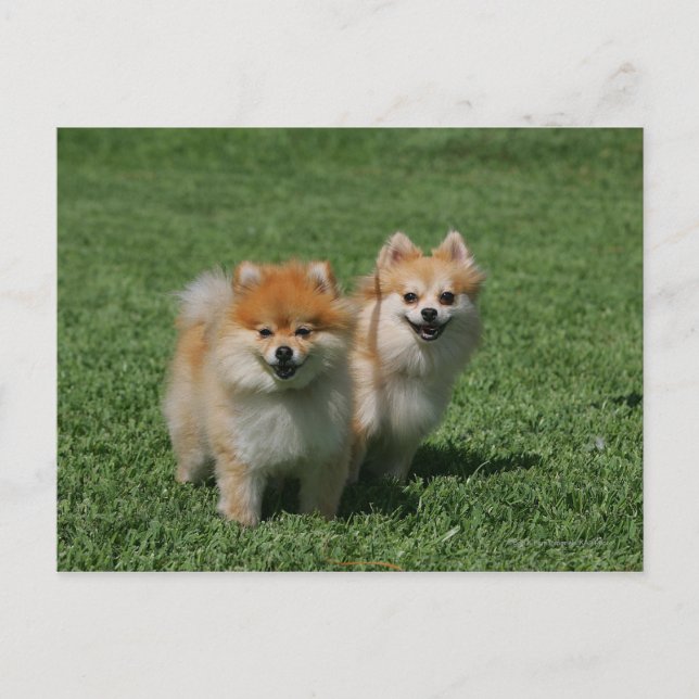 2 Pomeranians Looking at Camera Postcard (Front)