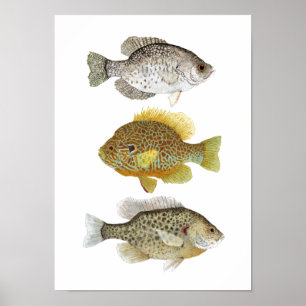 2 Poster Sunfish & a Crappie Art