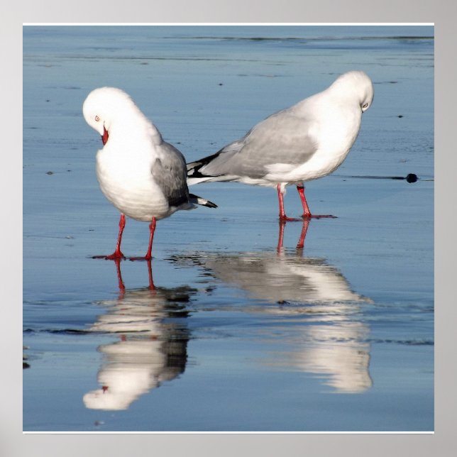 2 Seagulls on a Beach Poster (Front)