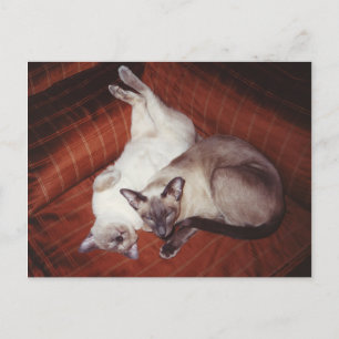 2 Siamese Cats: Tortie and Seal Point Postcard