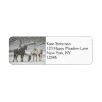2 Snowy Horses Standing Under a Tree