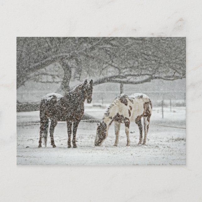 2 Snowy Horses under a tree Postcard (Front)