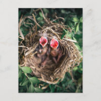 2 Spring Baby Birds in Nest, Wildlife Photography