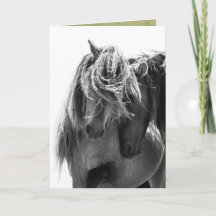2 Stallions de l'île de Sable Carte de voeux Cheva