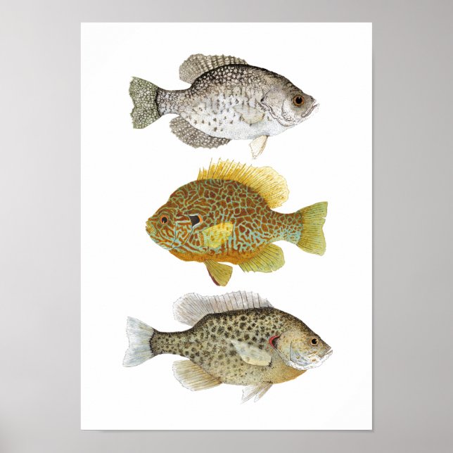 2 Sunfish & a Crappie Art Poster (Front)