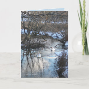 2 Swans in Winter Card
