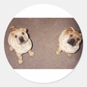 2 tan Shar-Pei_puppies.png Classic Round Sticker