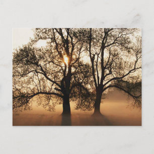 2 TREES SEPIA GOLD ORANGE POSTCARD